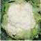 Blumenkohl