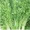 Dill