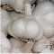 Knoblauch