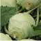 Kohlrabi