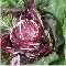 Radicchio