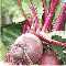 Rote Bete