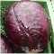 Rotkohl