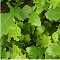 Rucola