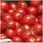 Tomaten Folienh.